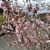 Čerešňa okrasná (Prunus serrulata) ´ACCOLADE´ - 200-250 cm, obvod kmeňa 12/14 cm, kont. C35L